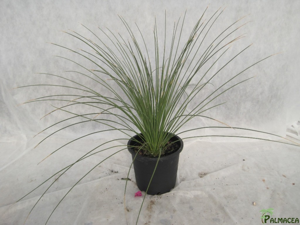 FV 5640 Dasylirion longissimum 10L