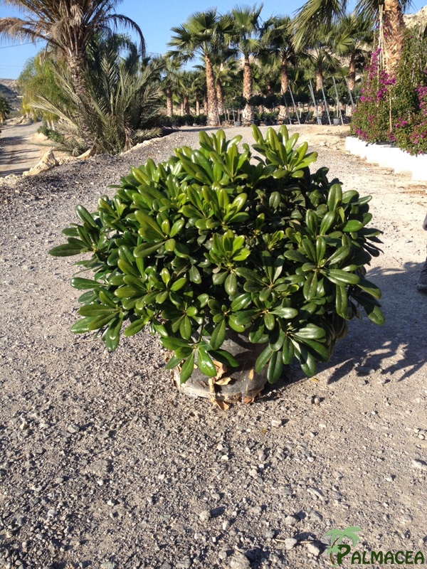 FV 5653 Pittosporum tobira nana 10L