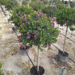 FV 5656 Polygala myrtifolia 10L 1/2 tige