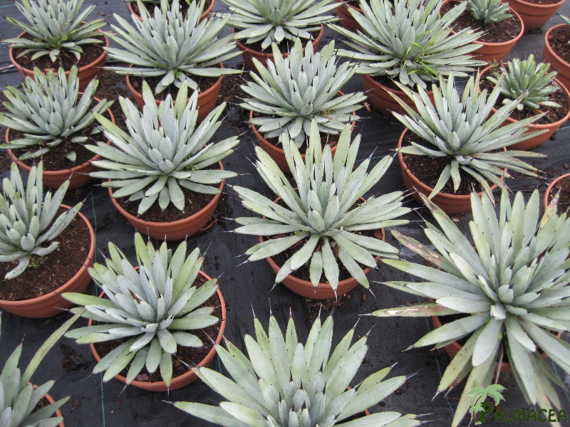 FV 5748 Agave macroacantha Blue-Ribbon 5L tarrina