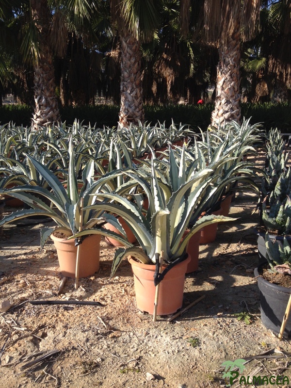 FV 5754 Agave mediopicta 10L