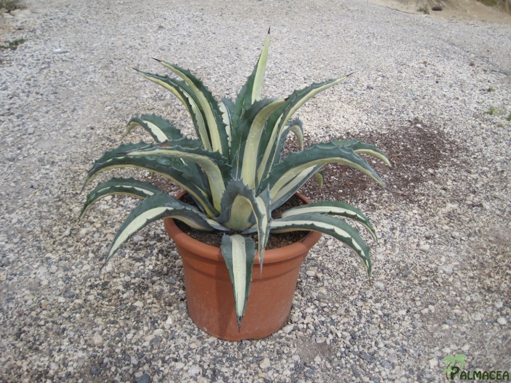FV 5763 Agave mediopicta 15L