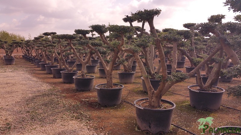 VV 172 Olea europaea 230/285L nuage