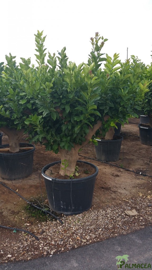 VV 3413 Citrus limon 130/230L 50/60P