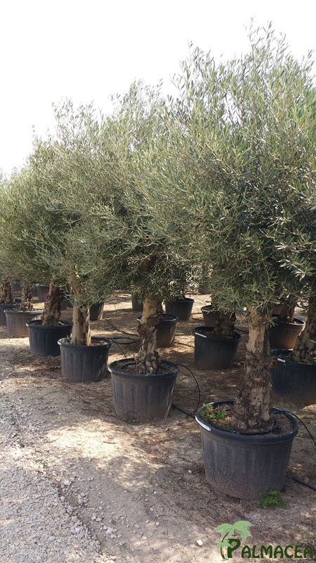 VV 3491 Olea europaea 180L ecorce lisse noueux tortuga exemplaire 50/70P