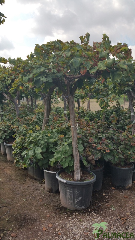 VV 407 Vitis vinifera 110L 20/30P