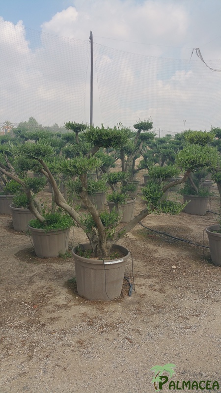 VV 4716 Olea europaea 130L taupe nuage