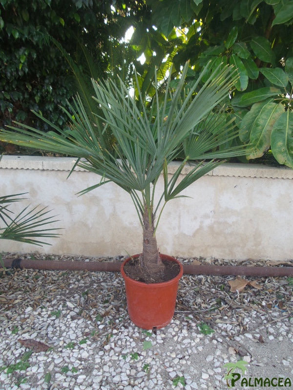 VV 4758 Trachycarpus fortunei 10L 50/60