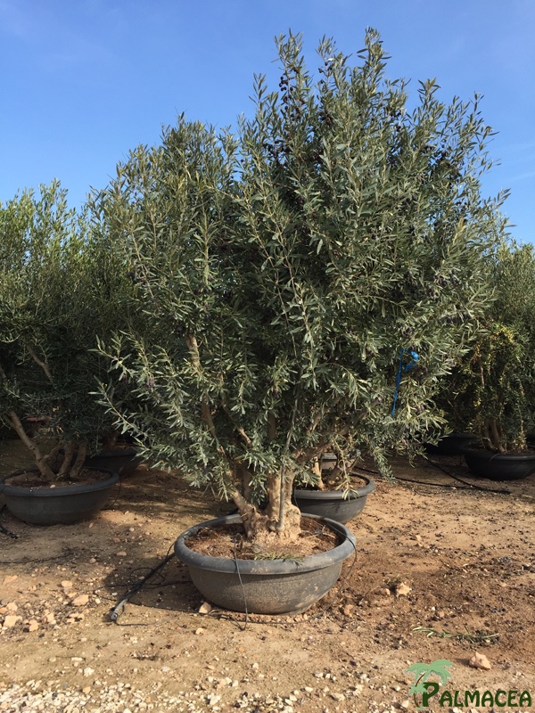 VV 5102 Olea europaea coupe bonsai grise arbuste gobelet 160/180