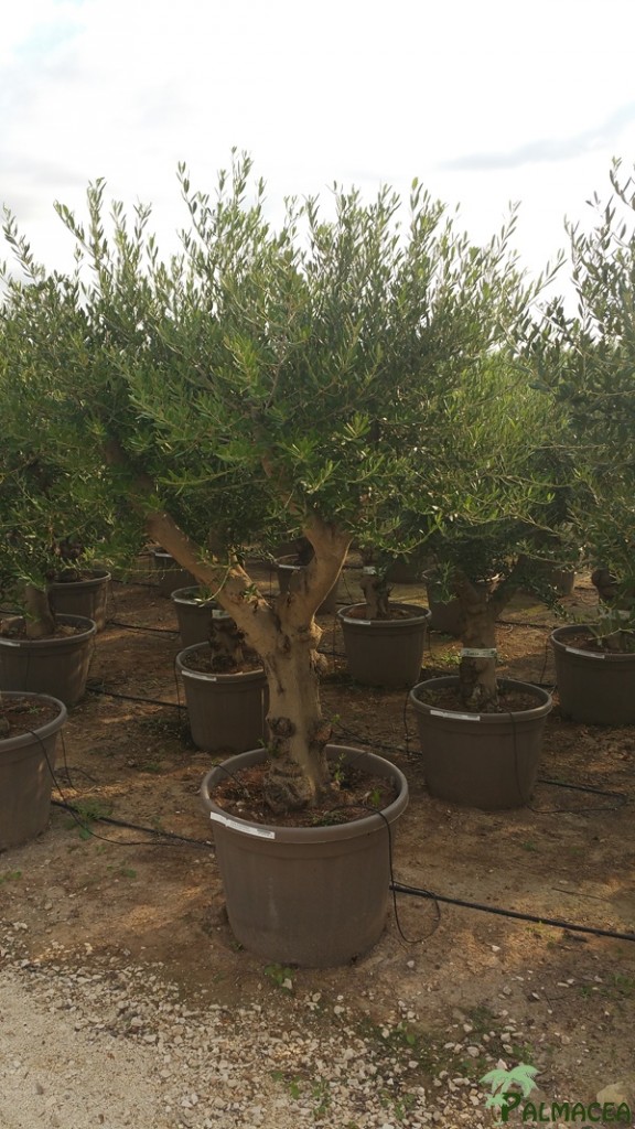 VV 5287 Olea europaea 130L taupe Lechin tronc bas 40/80P