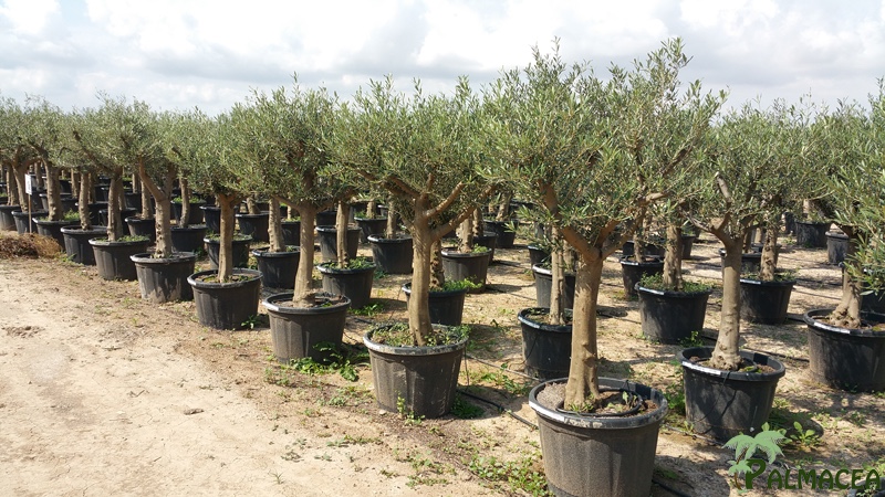 VV 5289 Olea europaea 65/80L ecorce lisse provincial tronc haut multi-ramas 30/40P