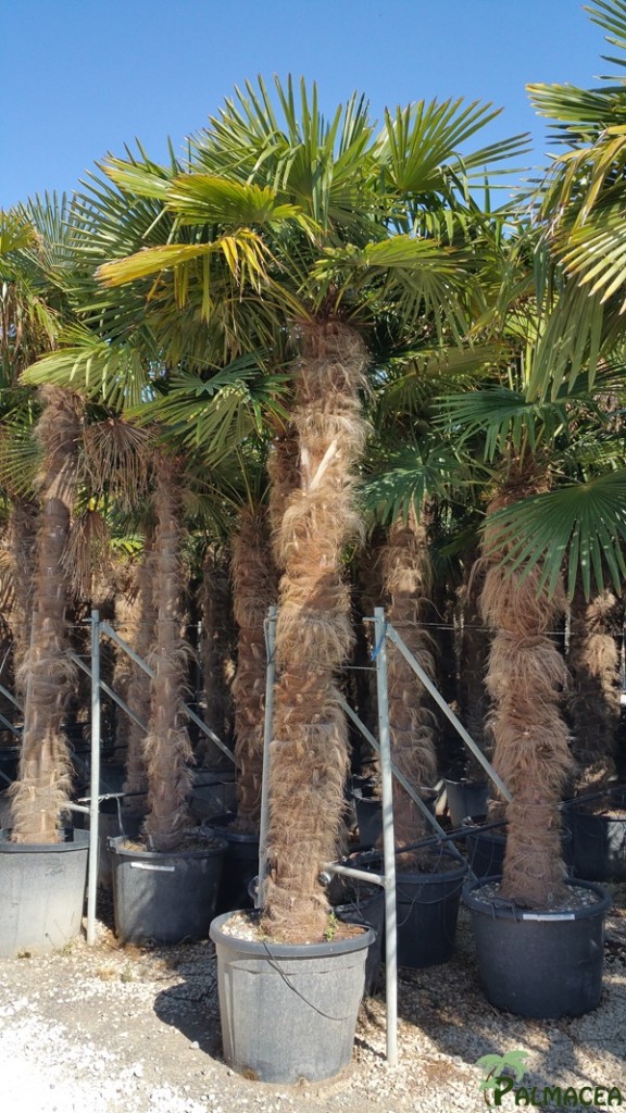 VV 5588 Trachycarpus fortunei 130L 180/250T