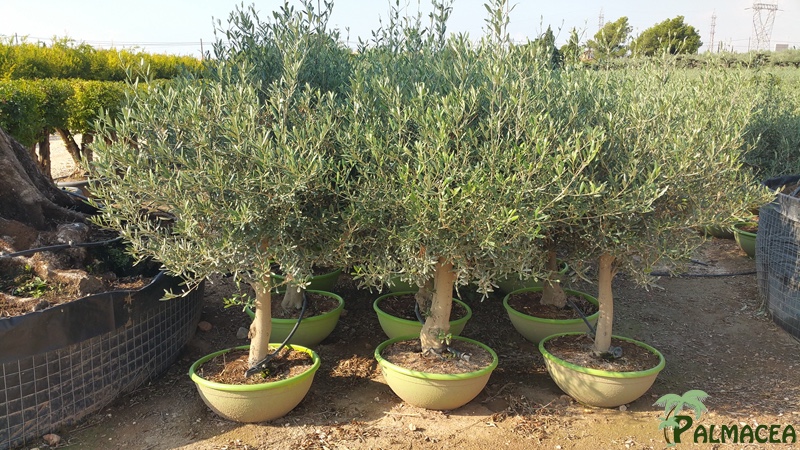 VV 77 Olea europaea coupe bonsai pistache 1/4 tige 40/70T