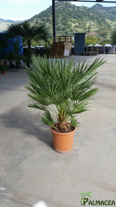 ST 10 Chamaerops humilis D22TC 45/55