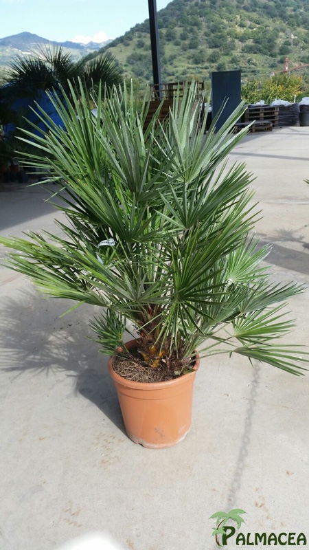 ST 11 Chamaerops humilis D28TC 60/80