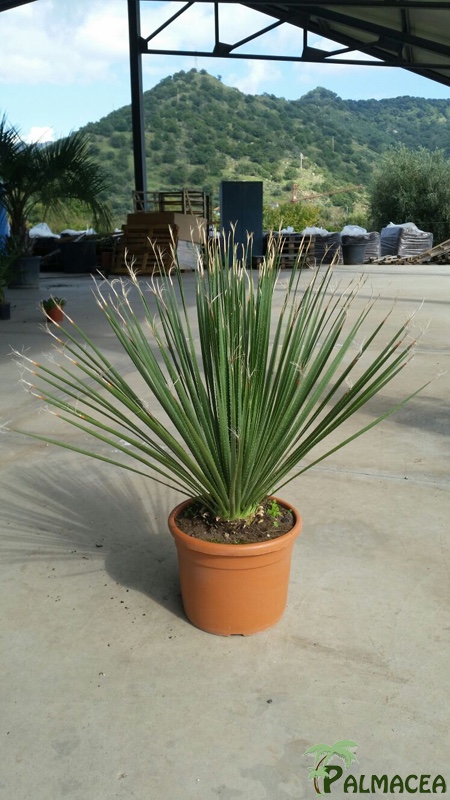 ST 1204 Dasylirion serratifolium D24TC 50/60