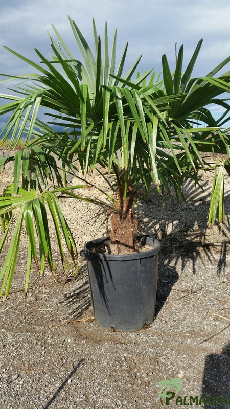 ST 1207 Trachycarpus fortunei D35 15/20T 110/125