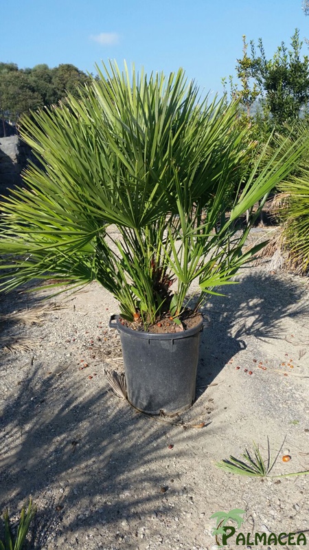 ST 12 Chamaerops humilis D35 80/90