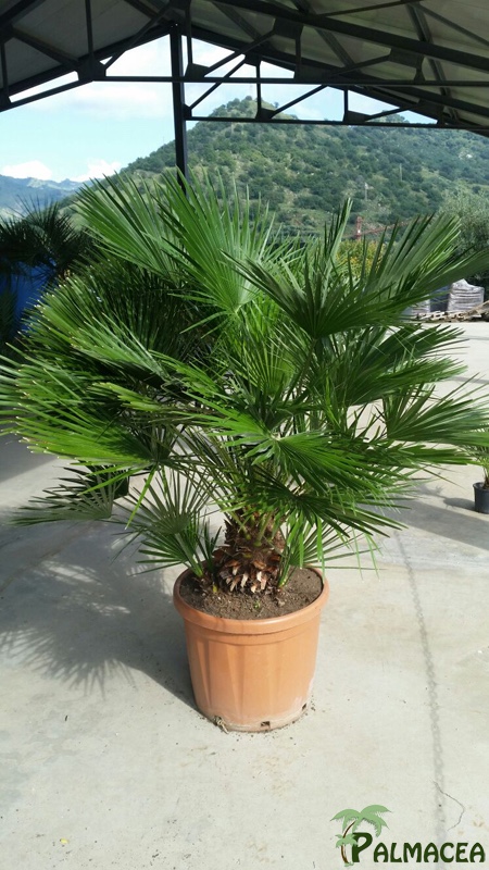 ST 15 Chamaerops humilis D45Etna 80/100