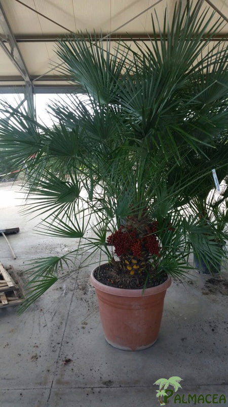 ST 16 Chamaerops humilis D65TC 120/140