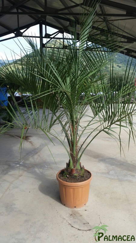 ST 1962 Butia capitata D45TC 20/30T 125/150