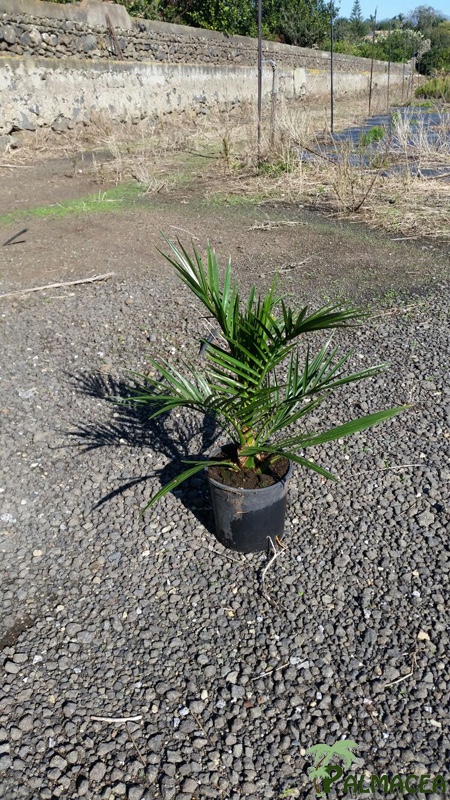 ST 29 Phoenix canariensis D14 40/50
