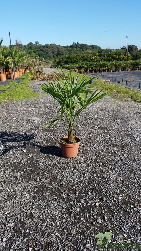 ST 49 Trachycarpus fortunei D18 30/40