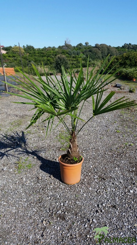 ST 50 Trachycarpus fortunei D22TC 60/70