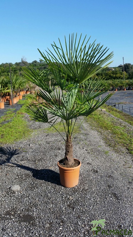 ST 51 Trachycarpus fortunei D28TC 15/20T 80/100