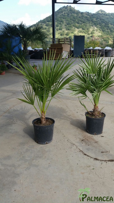 ST 7 Chamaerops humilis D18 1 plante 30/40