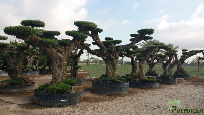 VV Grand choix d Olea nuage specimen