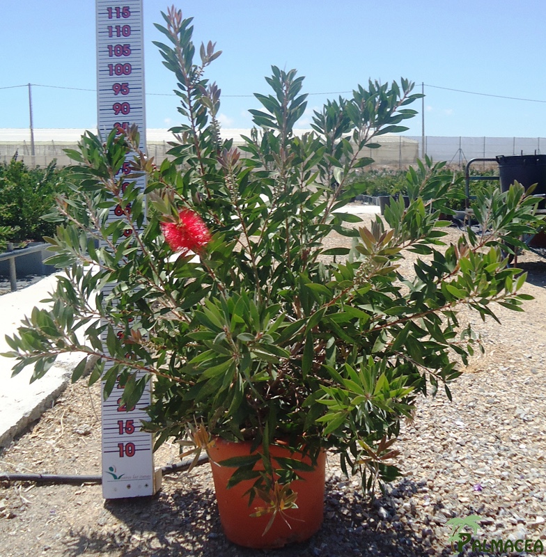 LC 3118 Callistemon laevis 10L