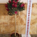 LC 3125 Callistemon mauve mist 10L 1/4 tige
