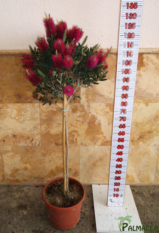 LC 3125 Callistemon mauve mist 10L 1/4 tige