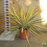 LC 3335 Yucca filamentosa Color Guard 5L