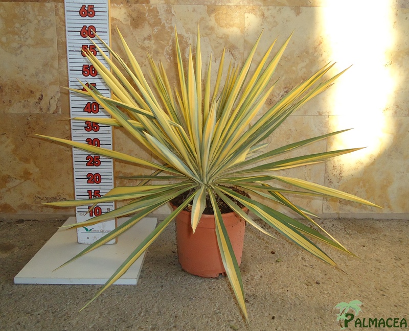 LC 3335 Yucca filamentosa Color Guard 5L