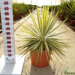 LC 3336 Yucca filamentosa Color Guard 10L