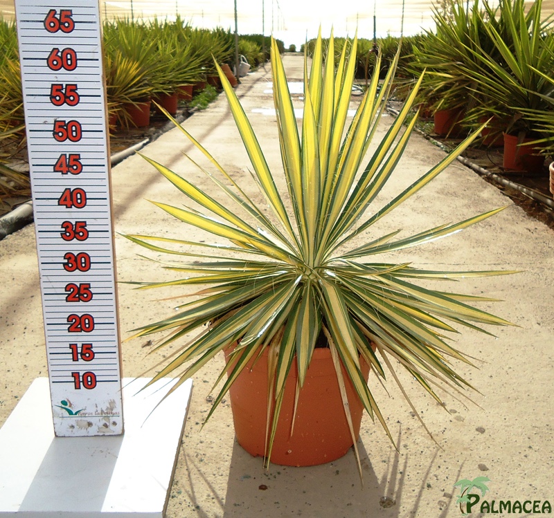 LC 3336 Yucca filamentosa Color Guard 10L