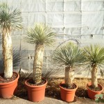 LC 4819 4820 5141 Yucca rostrata 45L 40/60T 60/80T 80/100T