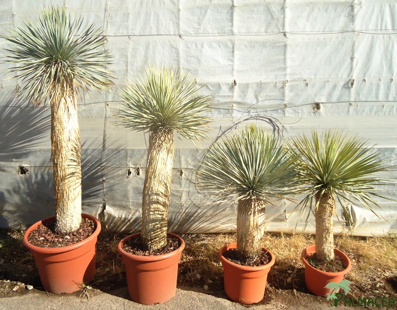LC 4819 4820 5141 Yucca rostrata 45L 40/60T 60/80T 80/100T