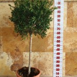 LC 6537 Callistemon laevis 10L 1/4 tige