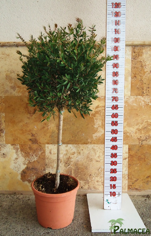 LC 6537 Callistemon laevis 10L 1/4 tige