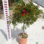 LC 3120 Callistemon citrinus Splendens 10L 1/4 tige