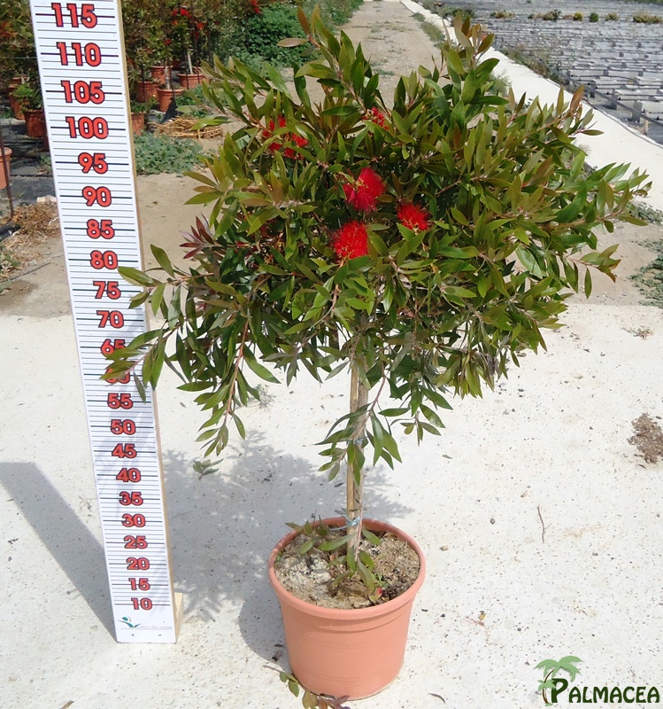LC 3120 Callistemon citrinus Splendens 10L 1/4 tige