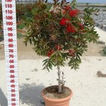 LC 3121 Callistemon citrinus Splendens 15L 1/4 tige