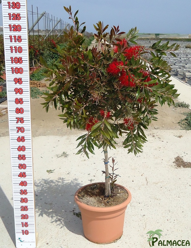 LC 3121 Callistemon citrinus Splendens 15L 1/4 tige