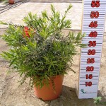 LC 3122 Callistemon masotti 5L touffe