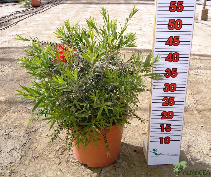 LC 3122 Callistemon masotti 5L touffe