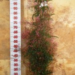 LC 3222 Jasminum polyanthum 5L pyramide