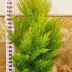 LC 5345 Cupressus macrocarpa Goldcrest de greffe 15L